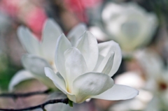 Magnolia Blossom 3