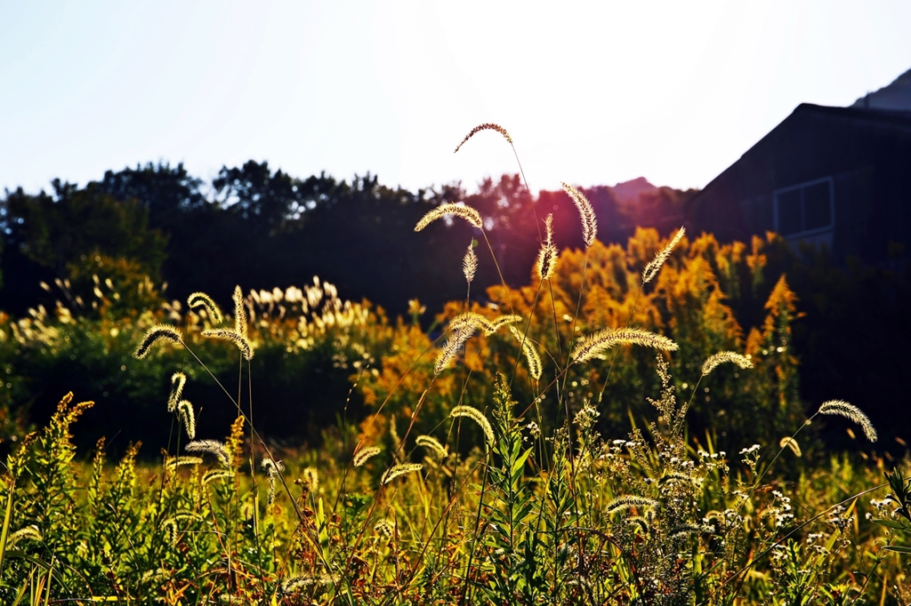 In the autumn wasteland