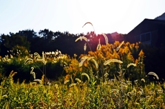 In the autumn wasteland