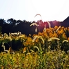 In the autumn wasteland