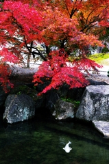 On the banks of the pond