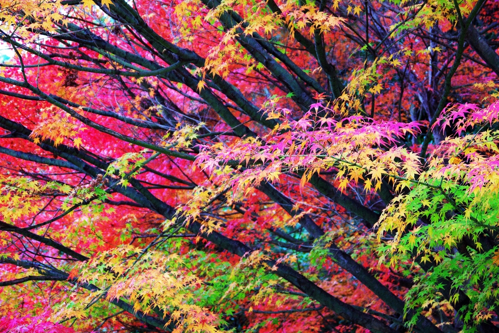 Forest of the color