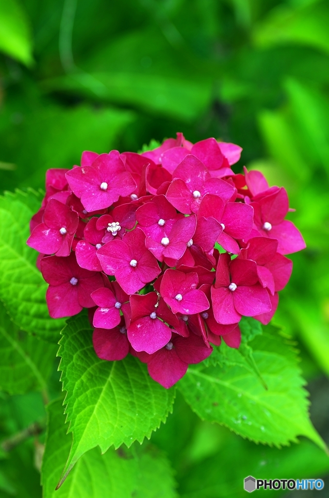 Partiality of the Hydrangea 1