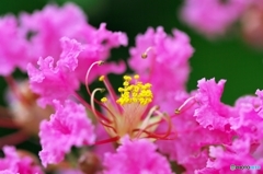 World of color of the Crape Myrtle 1