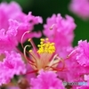 World of color of the Crape Myrtle 1