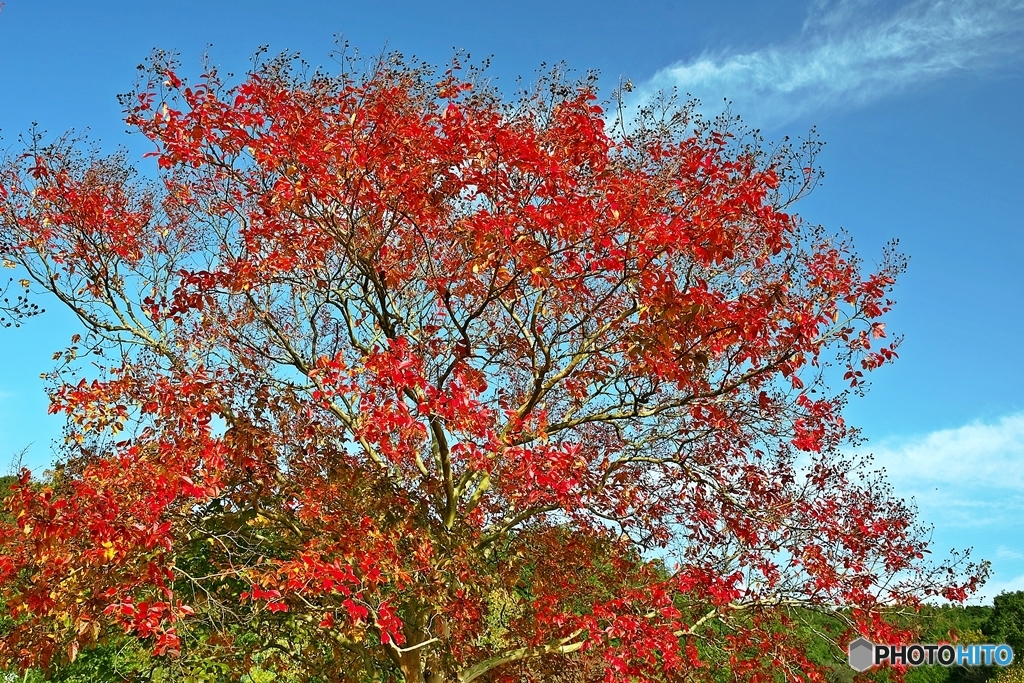 The leaves turn red in the fall 2