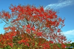 The leaves turn red in the fall 2