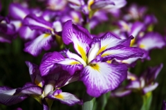 Purple iris 2