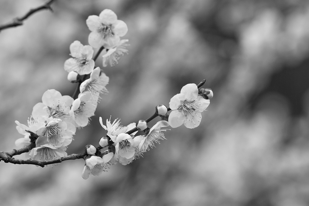 Memories of Spring
