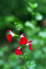 Cherry sage