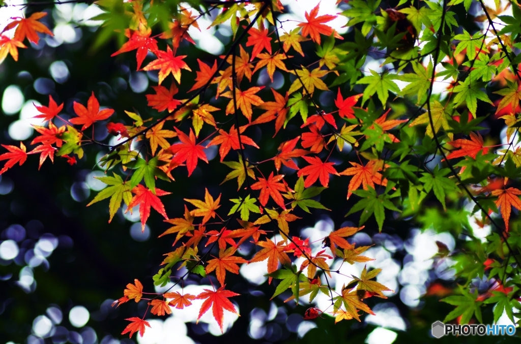 Colored leaves are not so bright 5