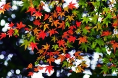 Colored leaves are not so bright 5