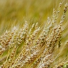 Near to harvest time