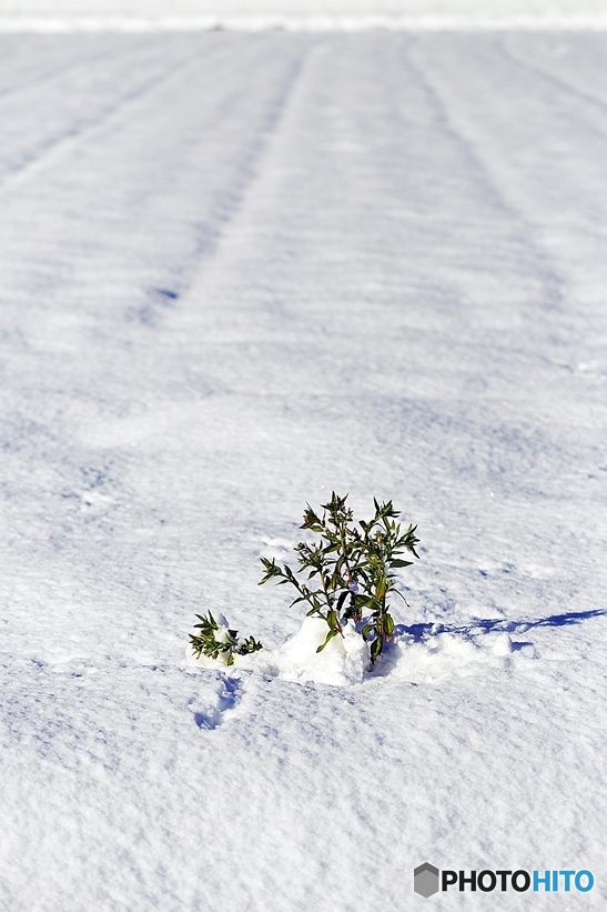 a snowy landscape 1