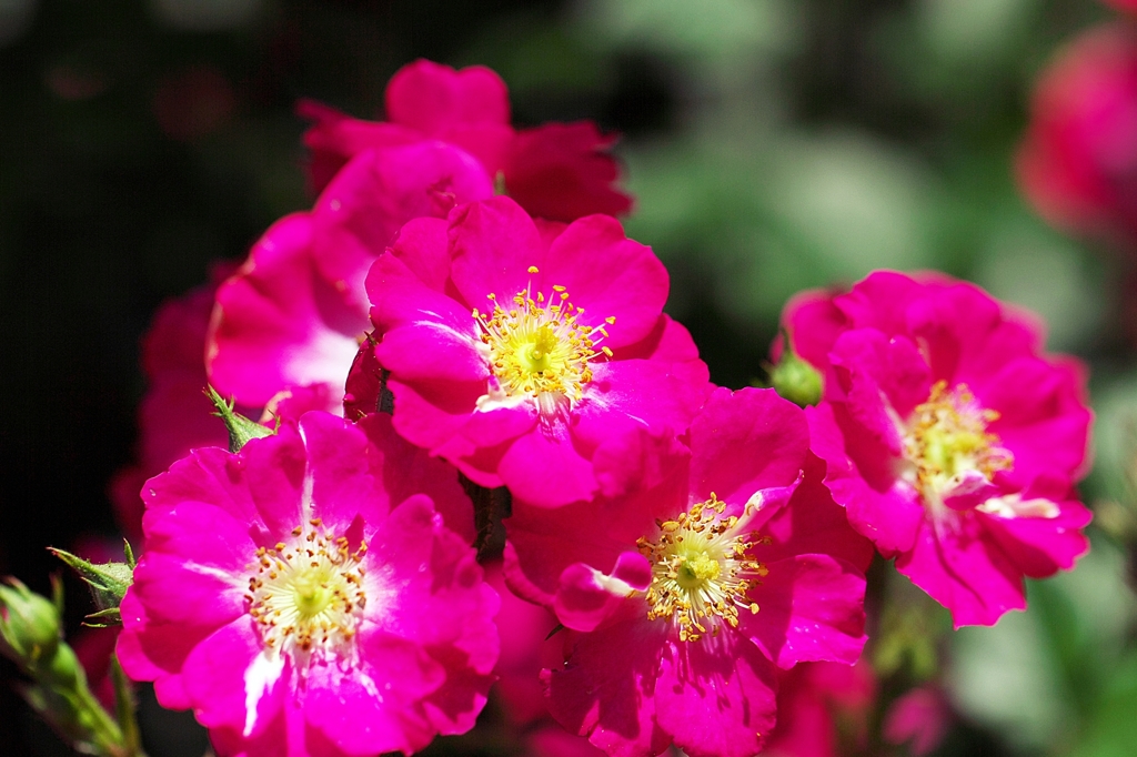 Rose in the sunlight