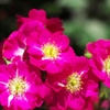 Rose in the sunlight
