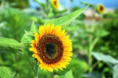 Sunflower 1