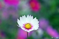Predilection for COSMOS 2