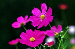Just the simple. Pink Cosmos.