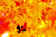 Yellow colored leaves