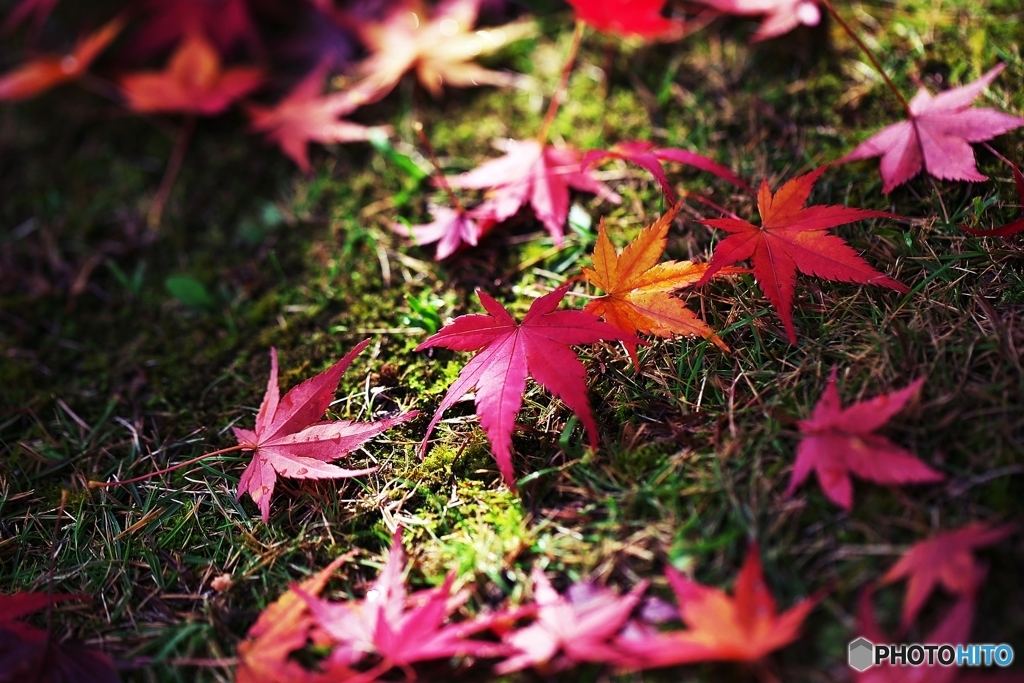 At an old temple of the autumn colors 5