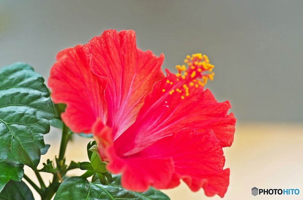 Tropical flower In the indoor 2