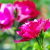 The moment of the rose
