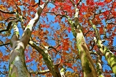The leaves turn red in the fall 4
