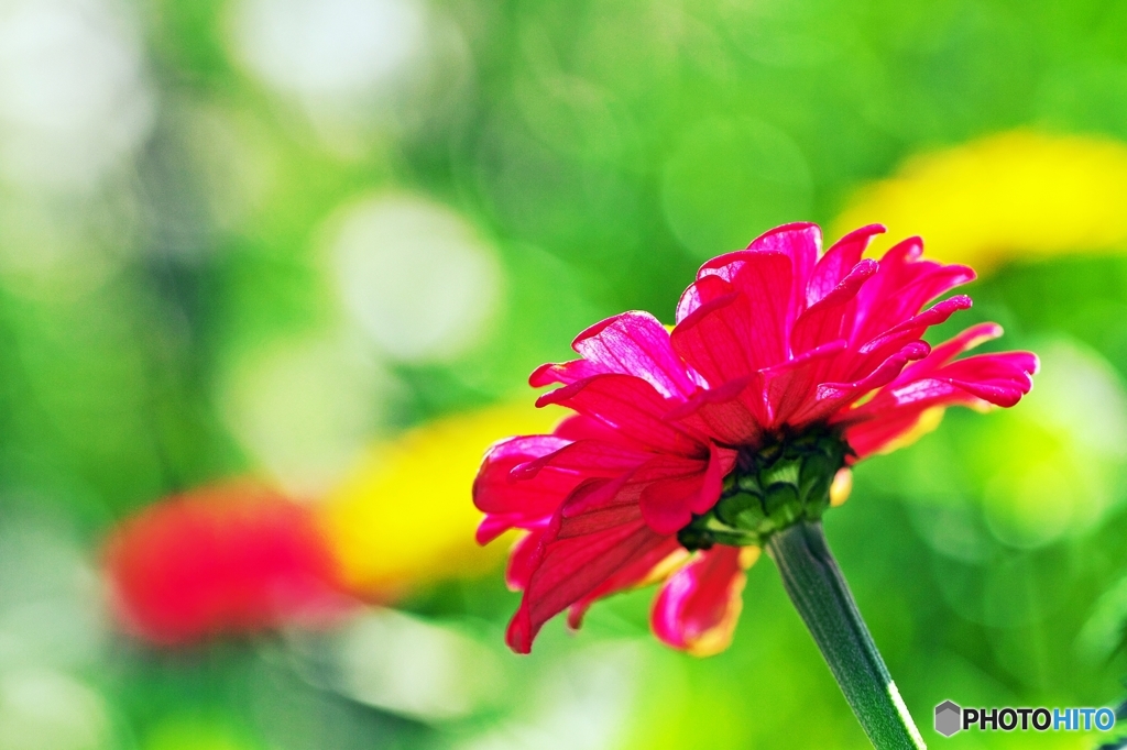 In summer sunlight