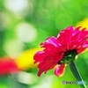 In summer sunlight