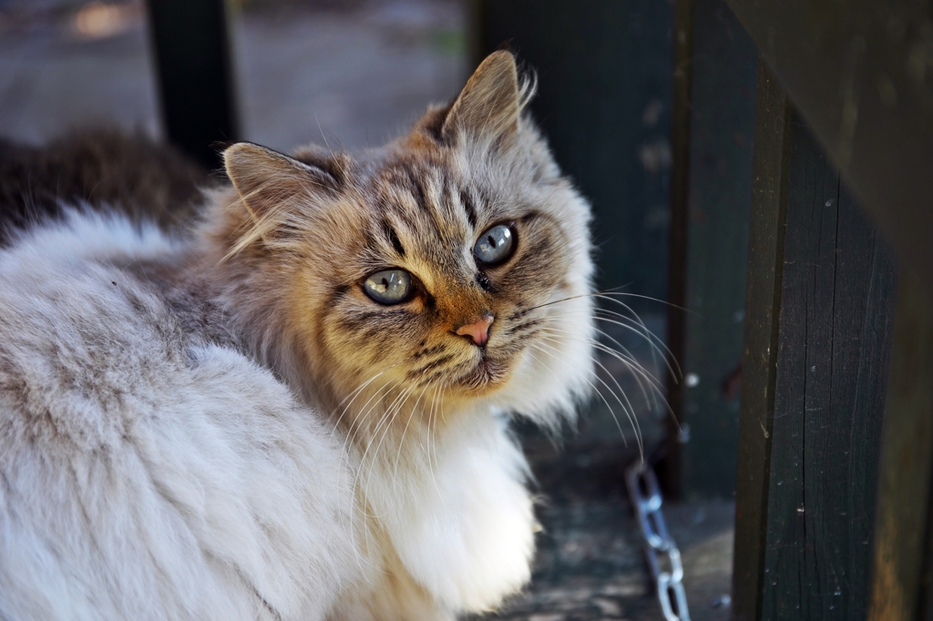 Stray cat 2
