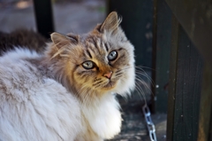 Stray cat 2