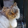 Stray cat 2