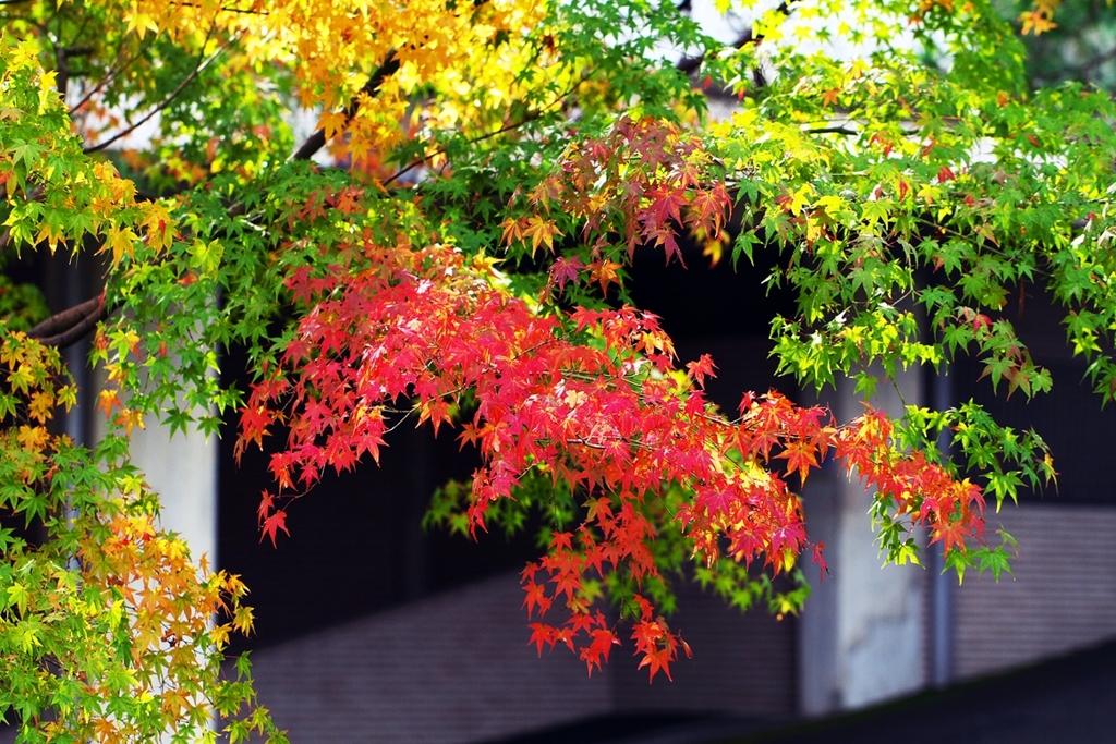 Season in the city