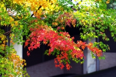 Season in the city