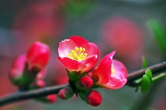 Japanese quinces 2