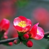 Japanese quinces 2