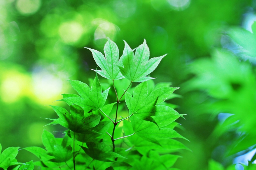Verde Tenero 1