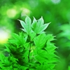 Verde Tenero 1