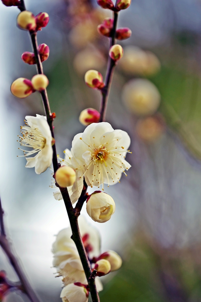 White plum blossoms 1