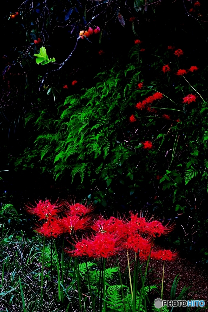 彼岸の花 2