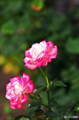 Simply:Rose 2