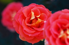 Consecutive rose