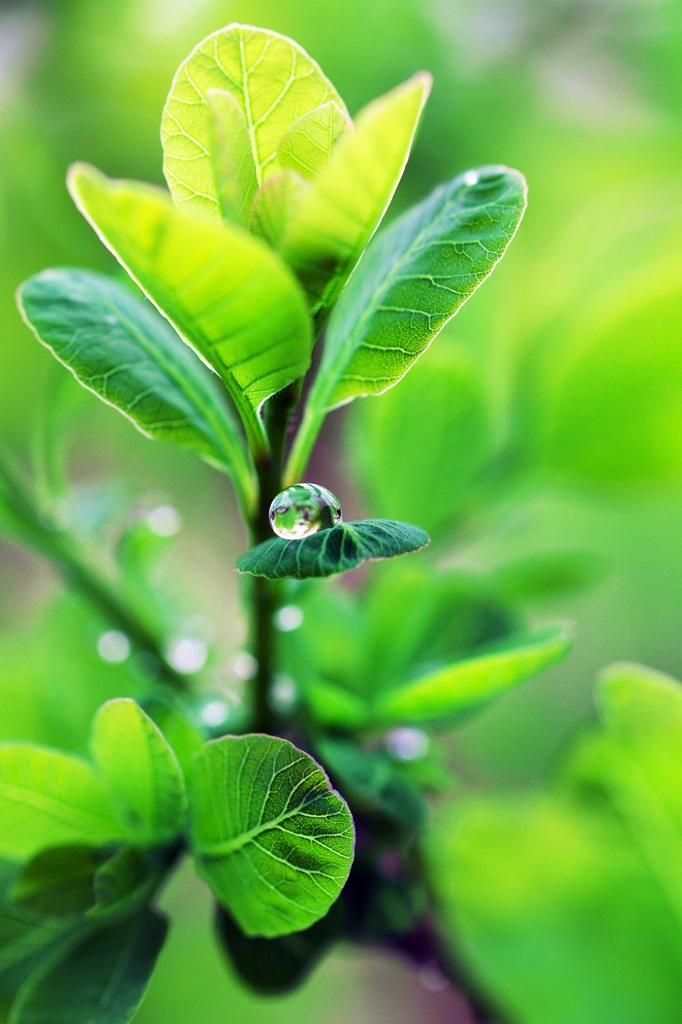 Scenery of green and the drop 1