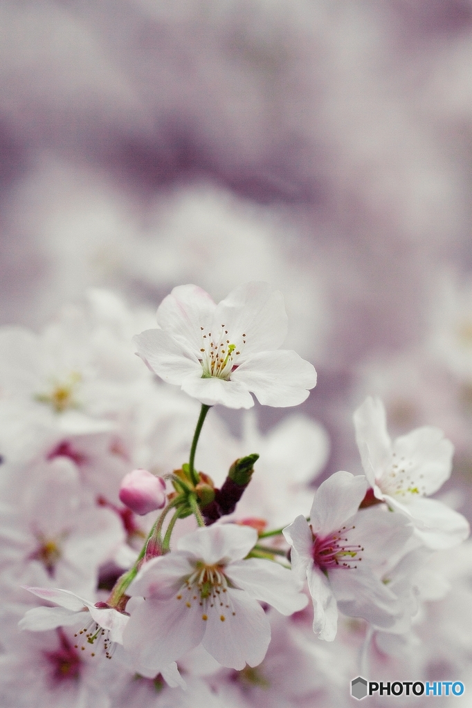 Brightness of the cherry blossom 5