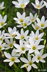 Blooming in the shade of a tree