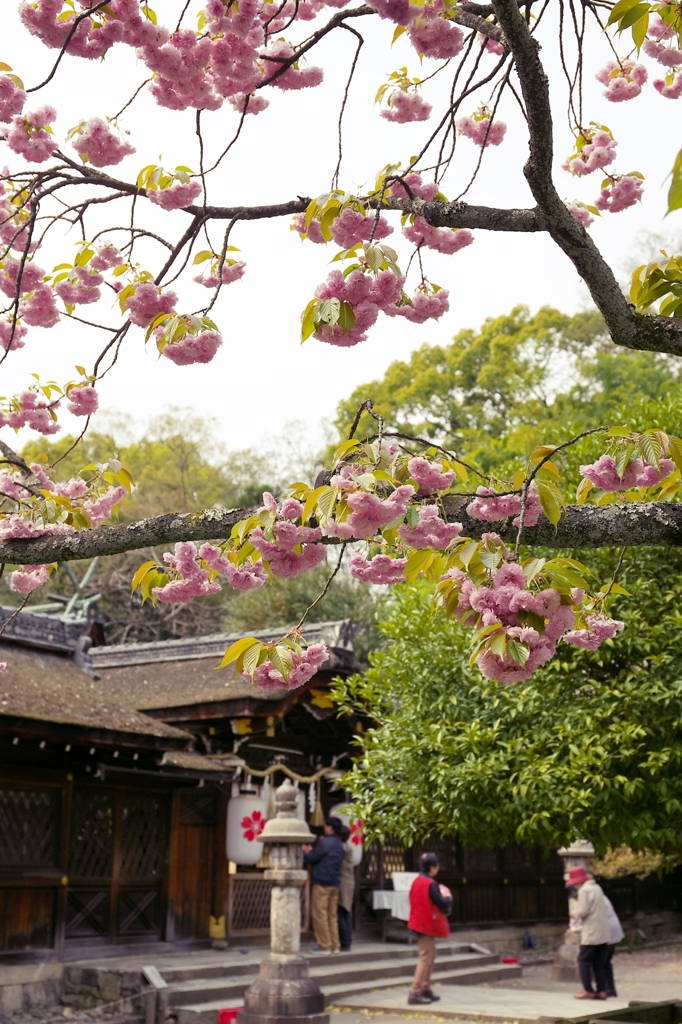 Hirano Shrine 7