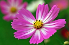 It's just the Cosmos flowers.