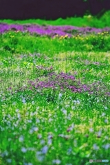 Field of the Colors 3