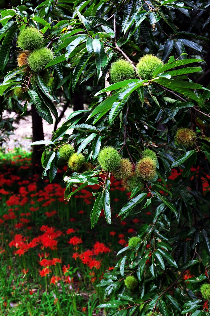 Autumn chestnut garden